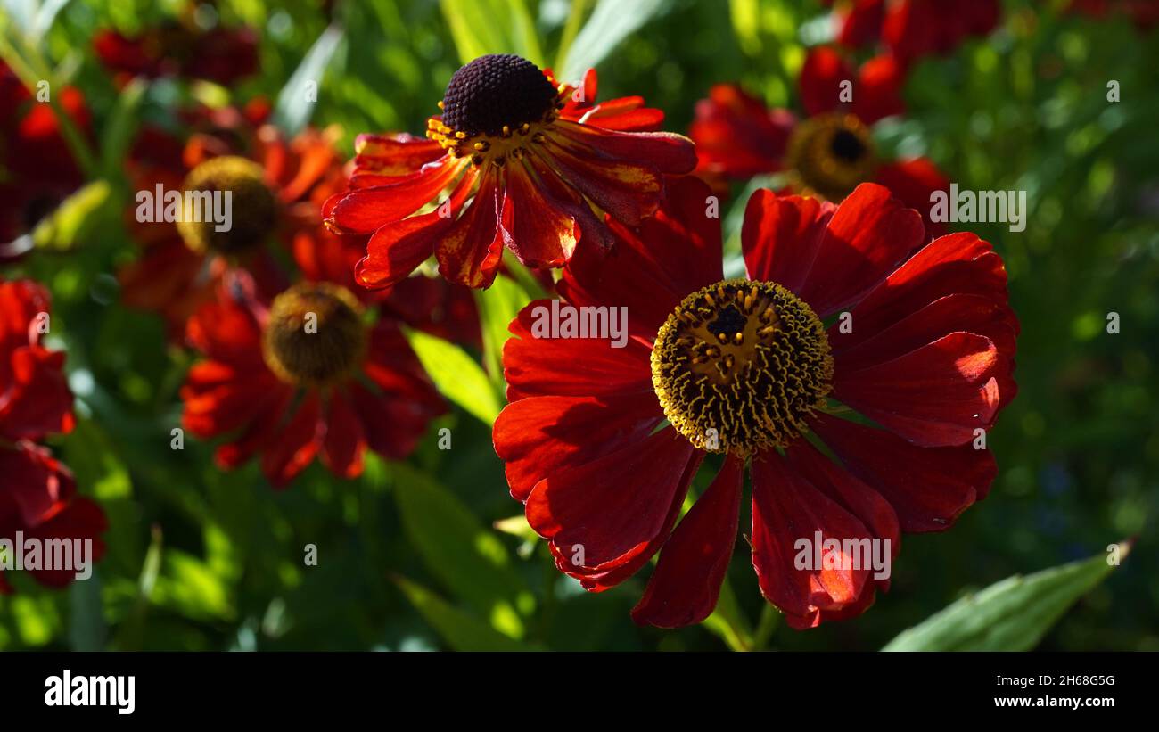 Red Helenium autumnale or sneezeweed, cultivar called 'Moerheim Beauty' seen in a botanical garden Stock Photo