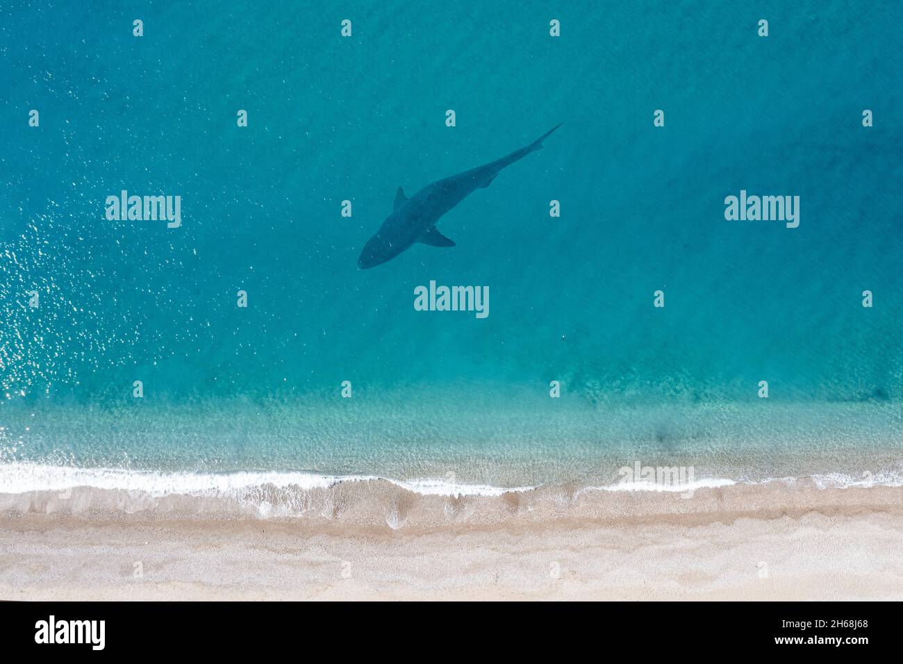 Aerial view of a shark on surface of an ocean shore. High quality photo