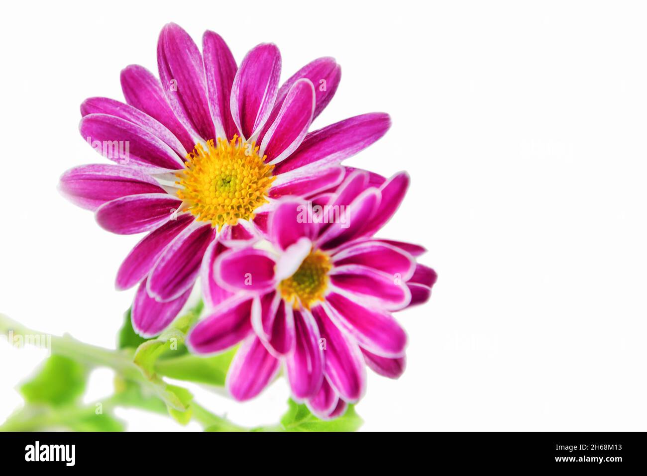 Indian chrysanthemum (Chrysanthemum indicum) a perennial plant of the