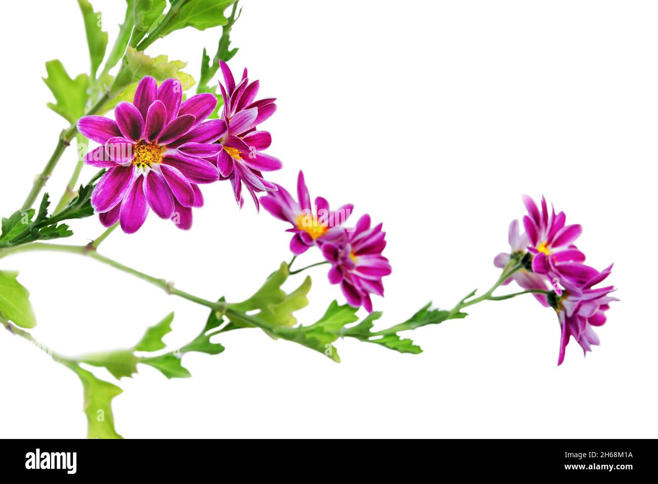 Indian chrysanthemum (Chrysanthemum indicum) a perennial plant of the