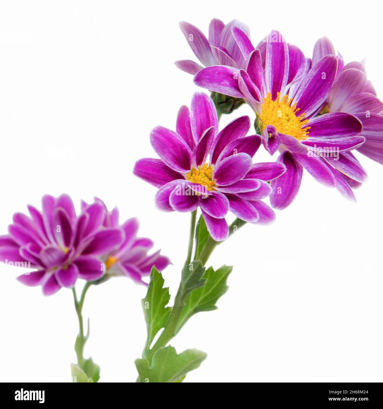 Indian chrysanthemum (Chrysanthemum indicum) a perennial plant of the