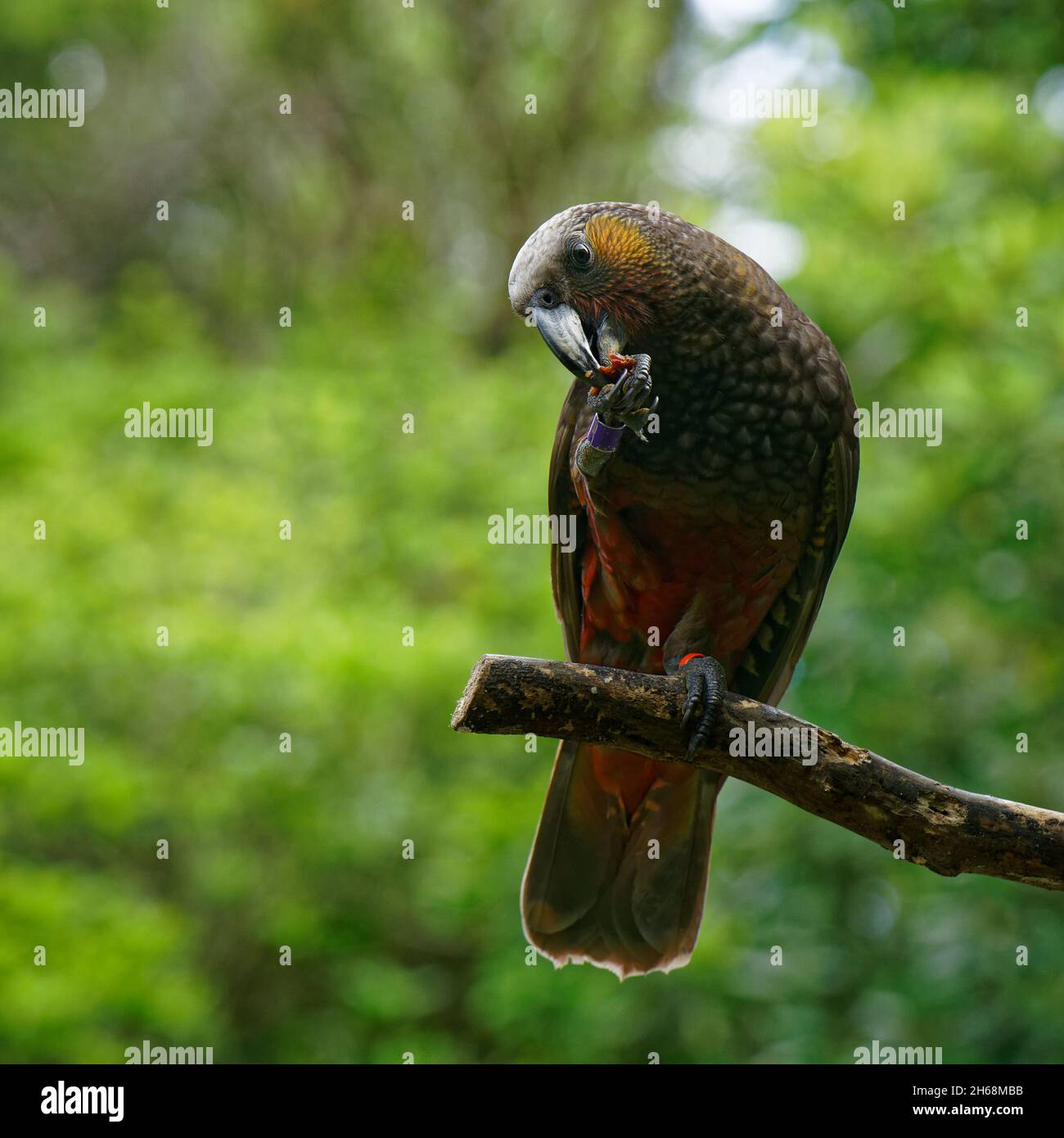 The Kaka (Maori kākā) is a large parrot belonging to the nestorinae