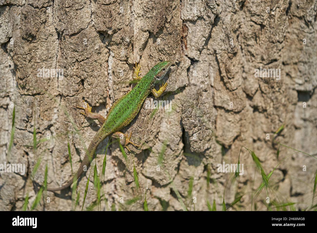 Wildlife photo of The European Green lizard Lacerta viridis Stock Photo