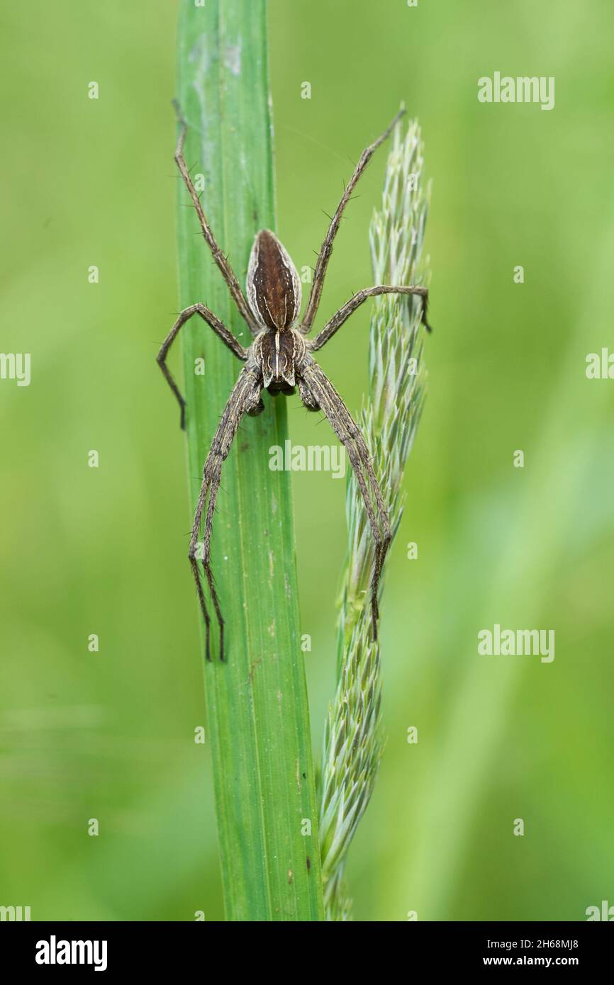 Wildlife macro photo of European Nursery Web Spider Stock Photo