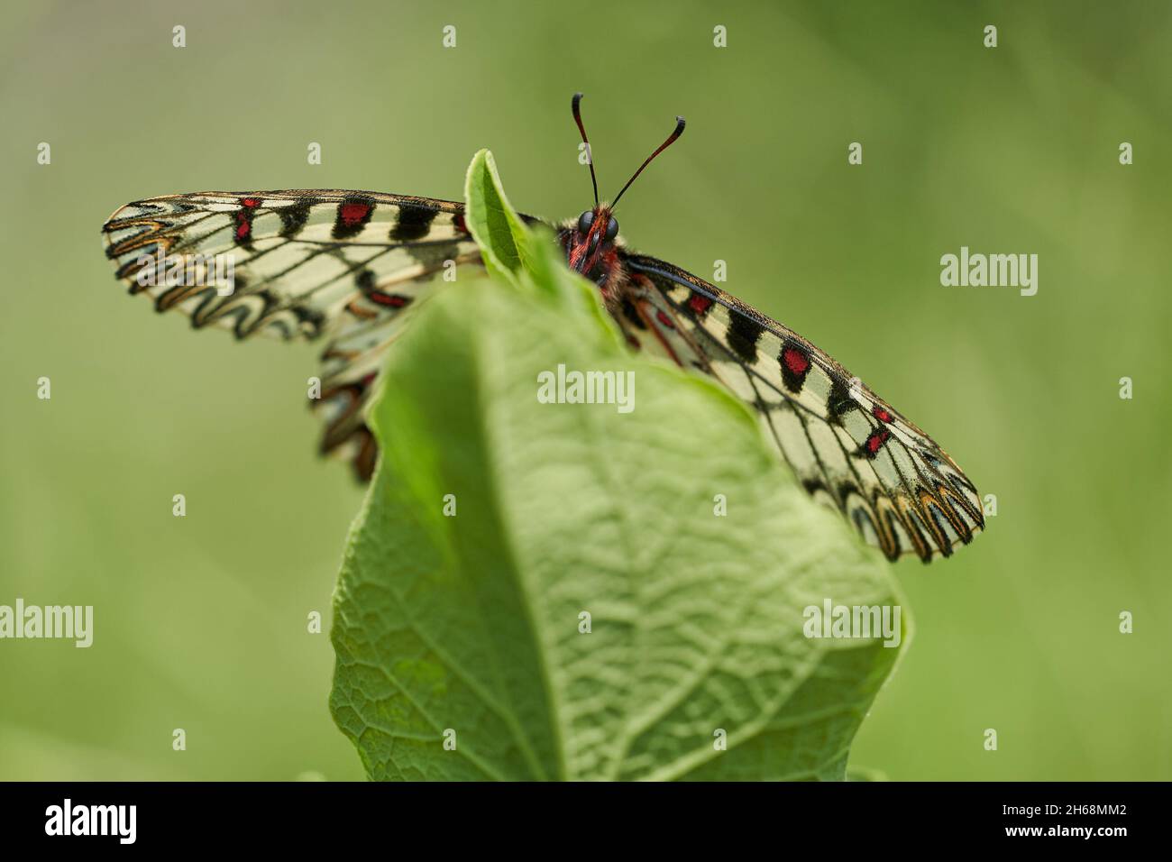 Wildlife macro photo of The Southern Festoon Zerynthia polyxena Stock Photo