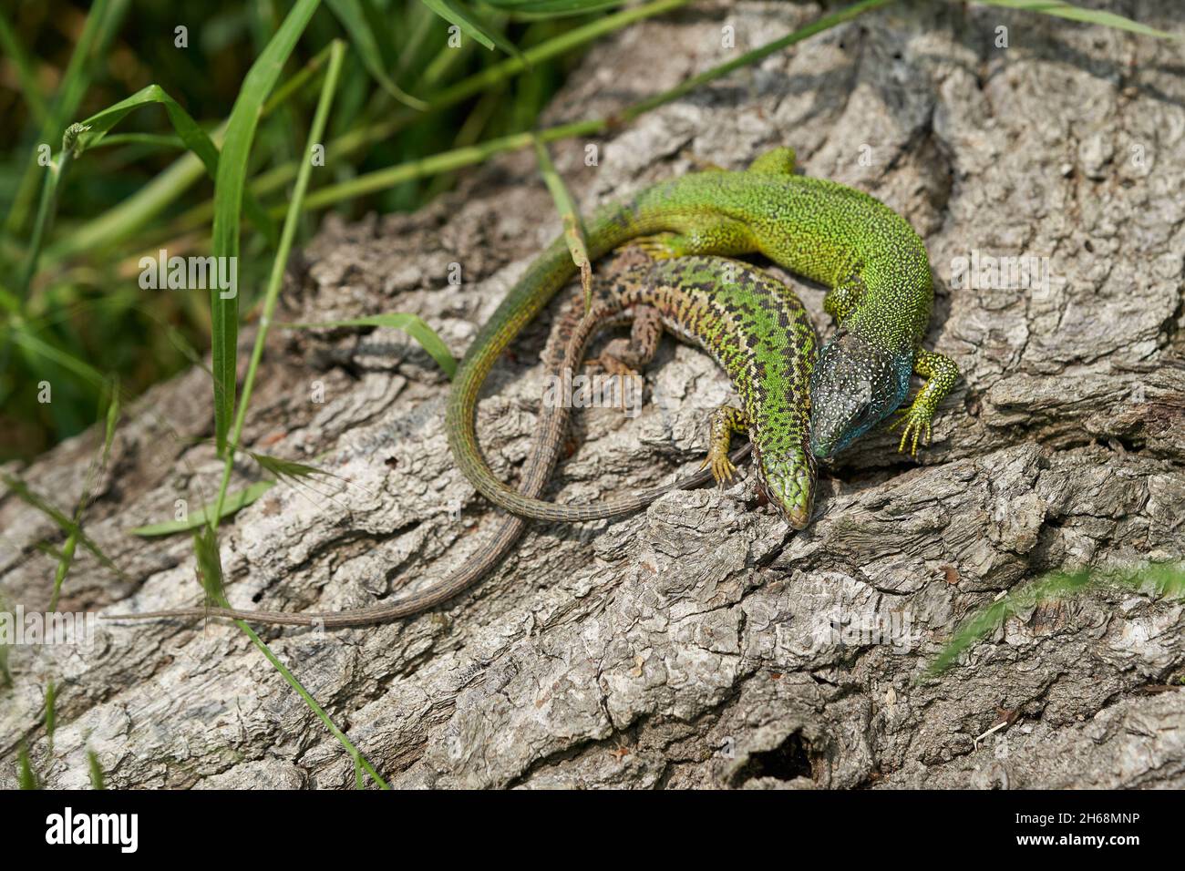Wildlife photo of The European Green lizard Lacerta viridis Stock Photo