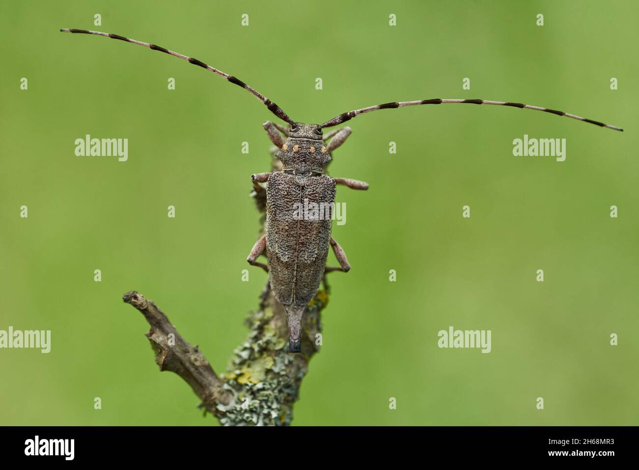 Wildlife macro photo of The timberman beetle Stock Photo