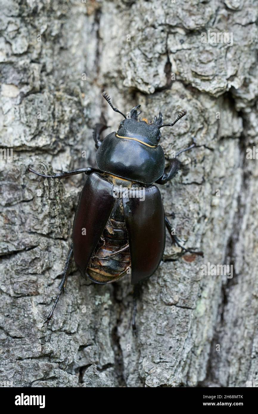 Wildlife macro photo of female stag beetle Stock Photo