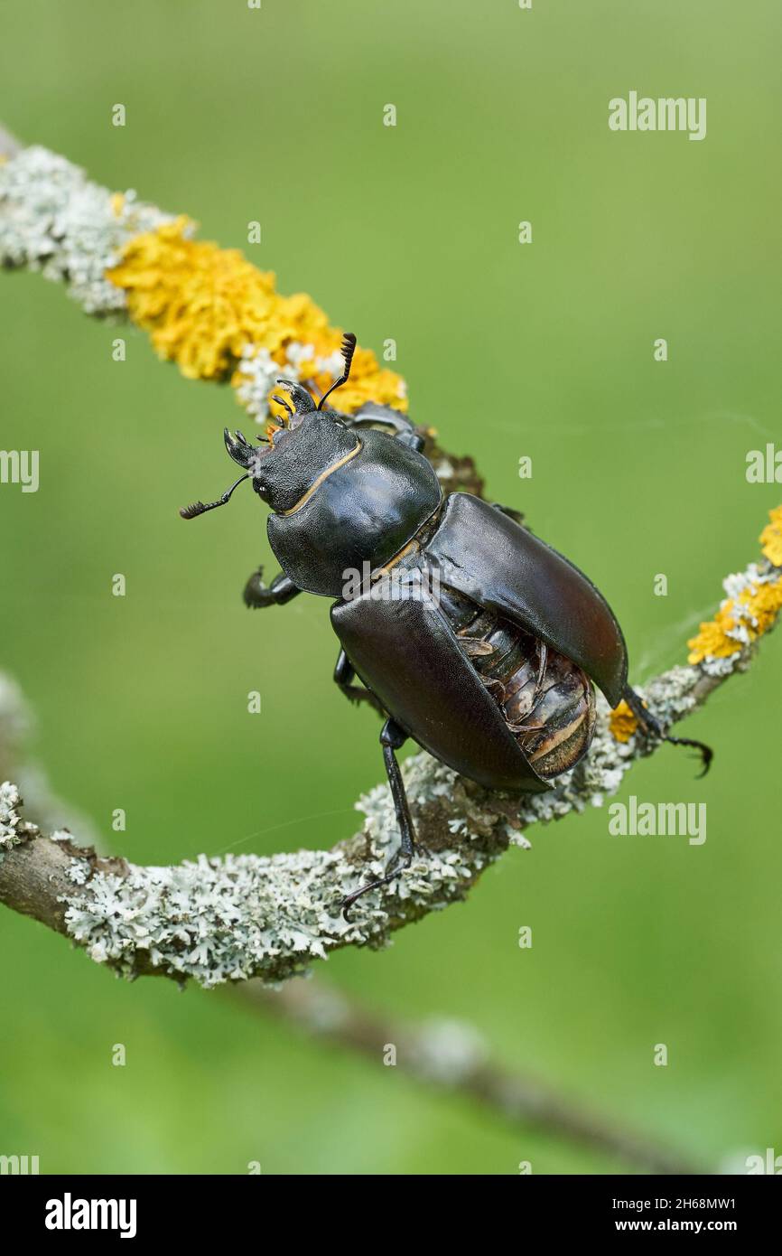 Wildlife macro photo of female stag beetle Stock Photo