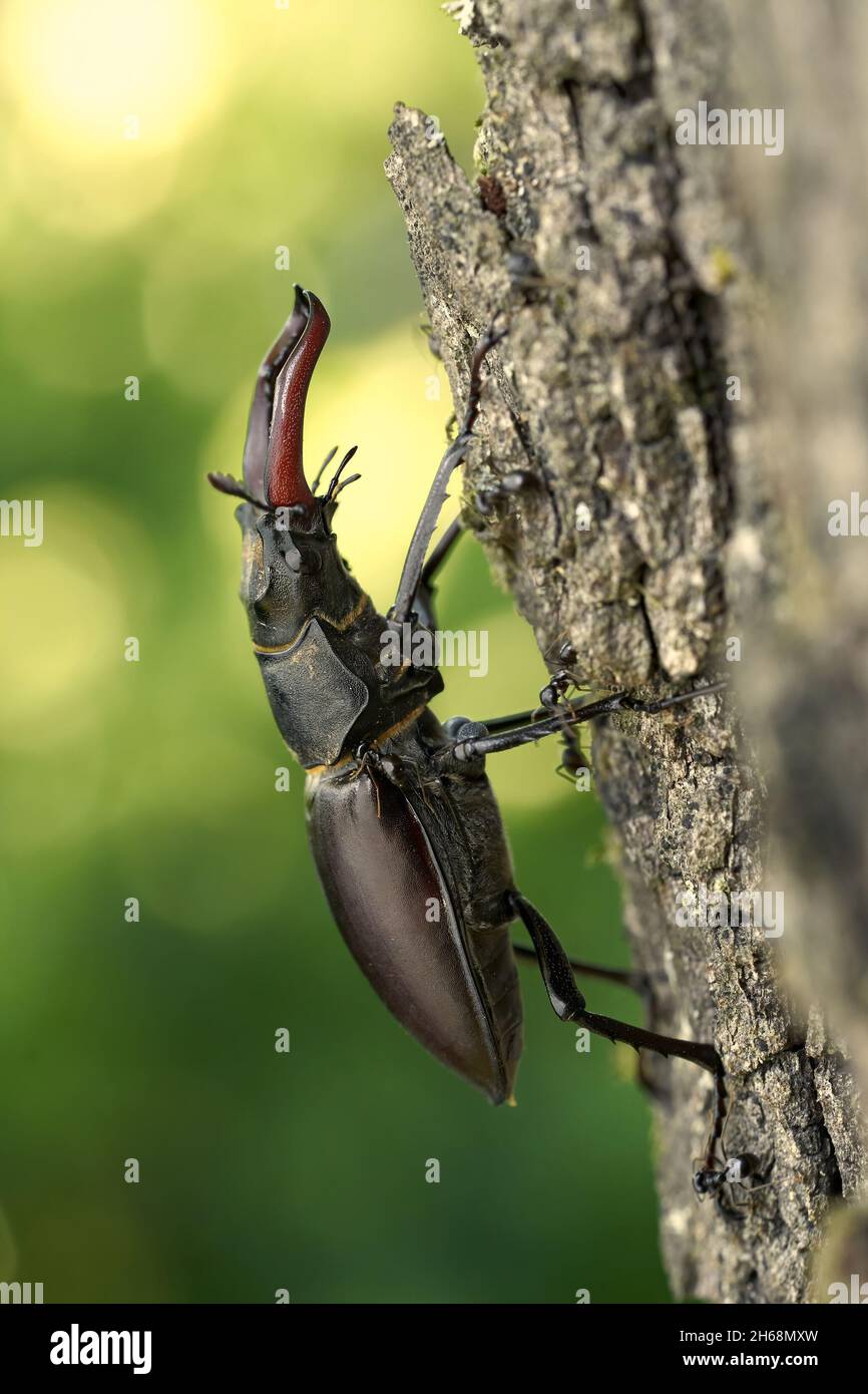 Wildlife macro photo of The stag beetle Stock Photo