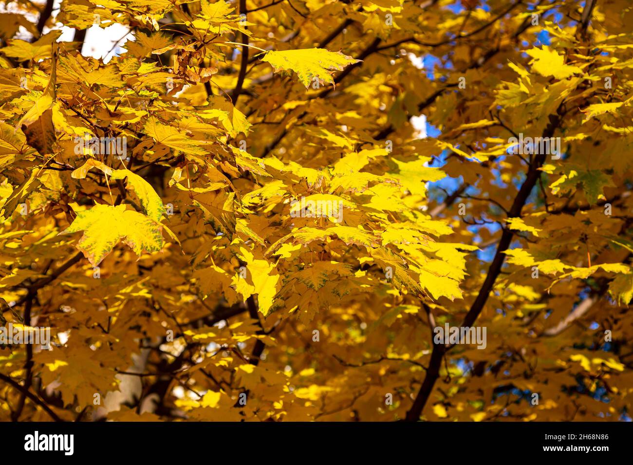 Maple branches with yellow leaves in autumn, in the light of sun. Dry ...