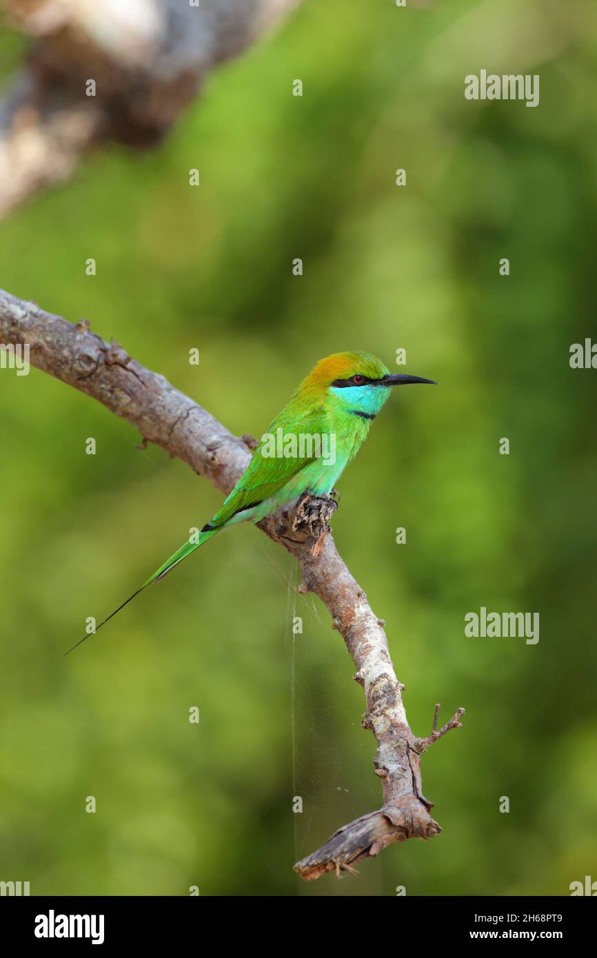 Roosting group little bee eater hi-res stock photography and images - Alamy