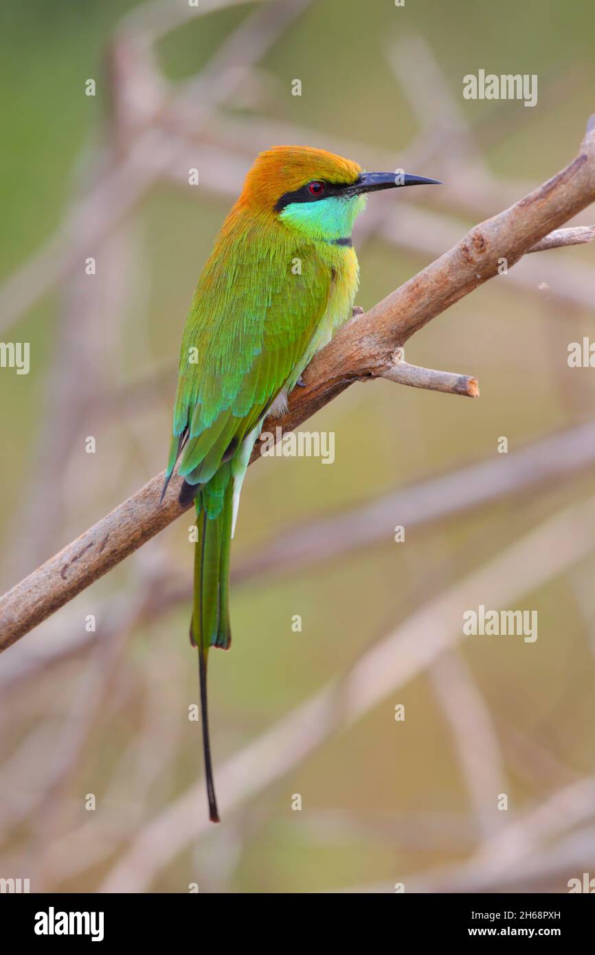 Roosting group little bee eater hi-res stock photography and images - Alamy