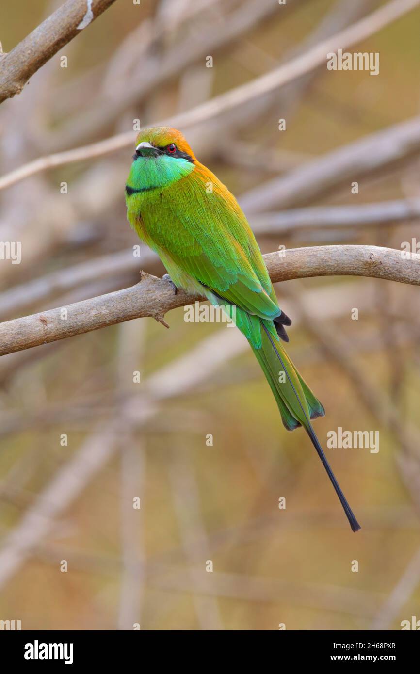 Roosting group little bee eater hi-res stock photography and images - Alamy