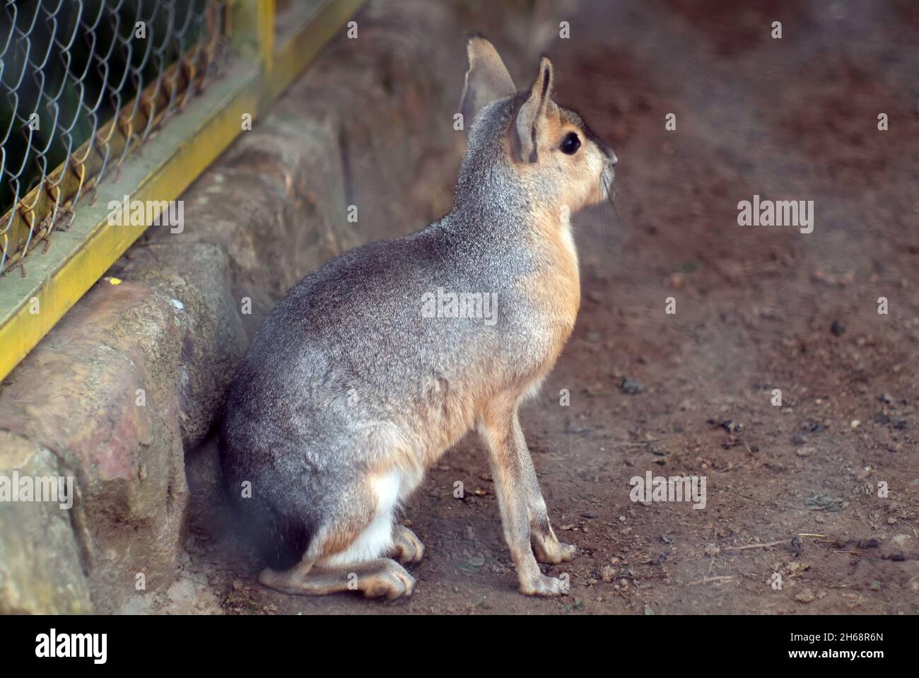 Mara sits in cage hi-res stock photography and images - Alamy