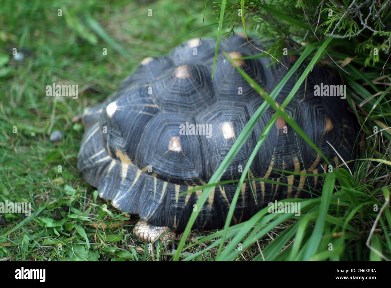 turtle sleeps on the grass in the zoo, in the summer Stock Photo