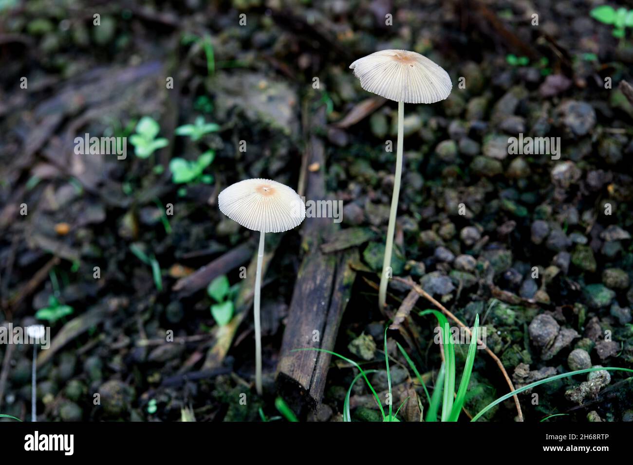 White mushroom growing in garden Stock Photo