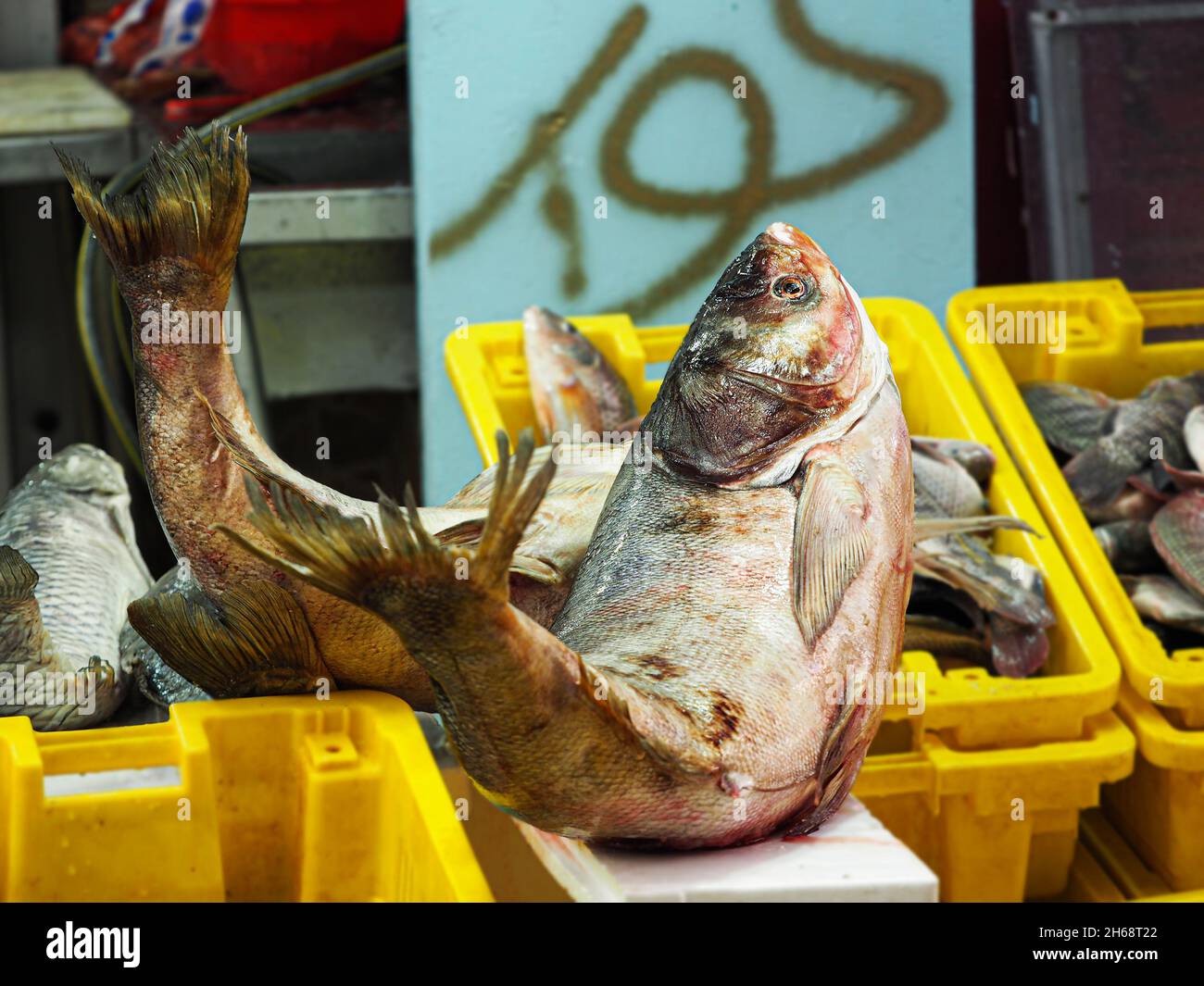 Big fish at the eastern market in Israel in the city of Akko. Stock Photo