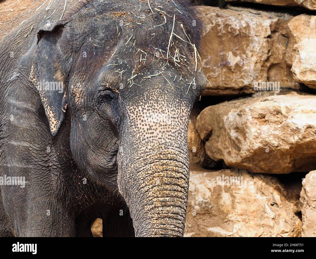 Close-up portrait of an elephant. Stock Photo