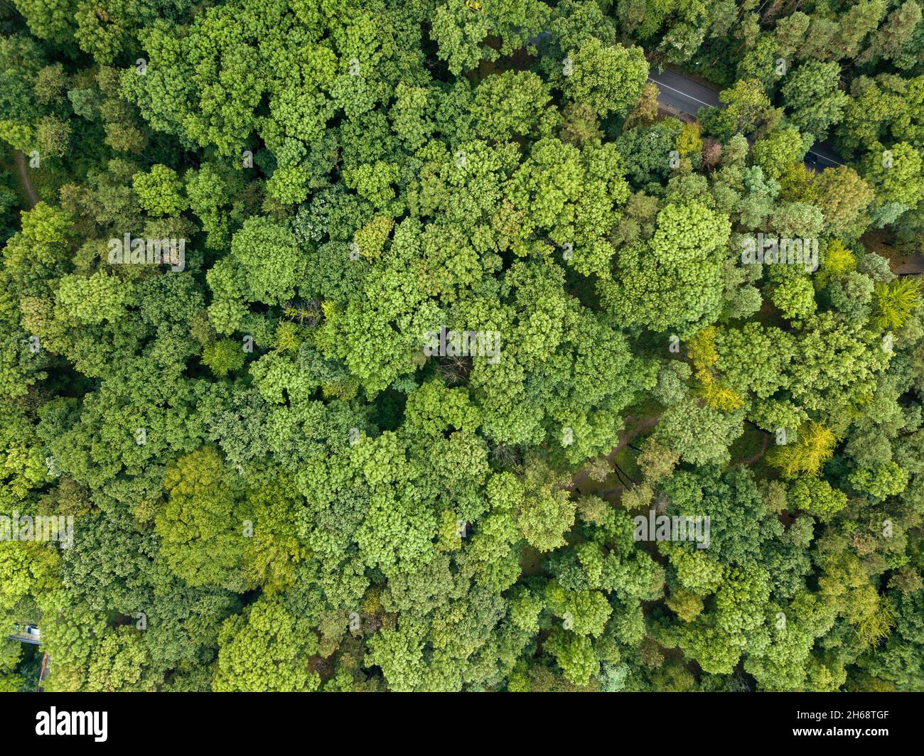 An aerial view of dense green forests Stock Photo - Alamy