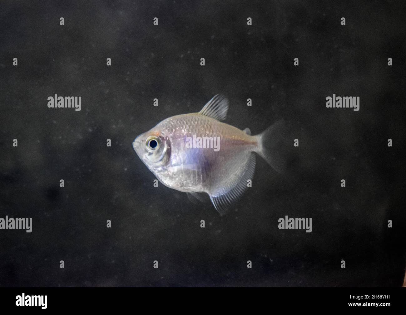 Fluorescent glofish tetra barb in home aquarium.White skirt color. Stock Photo