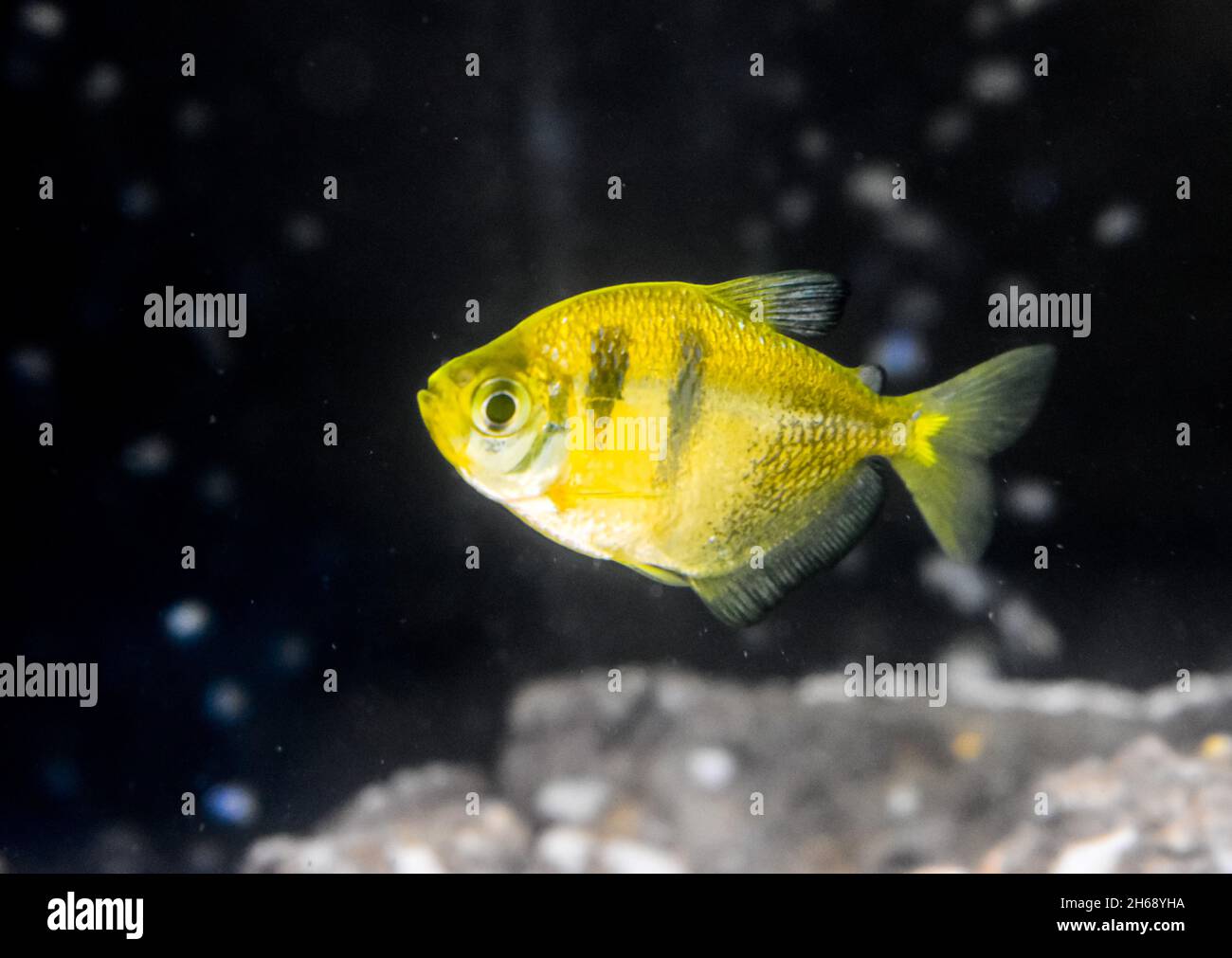 Fluorescent glofish tetra barb in home aquarium. Yellow color. Stock Photo