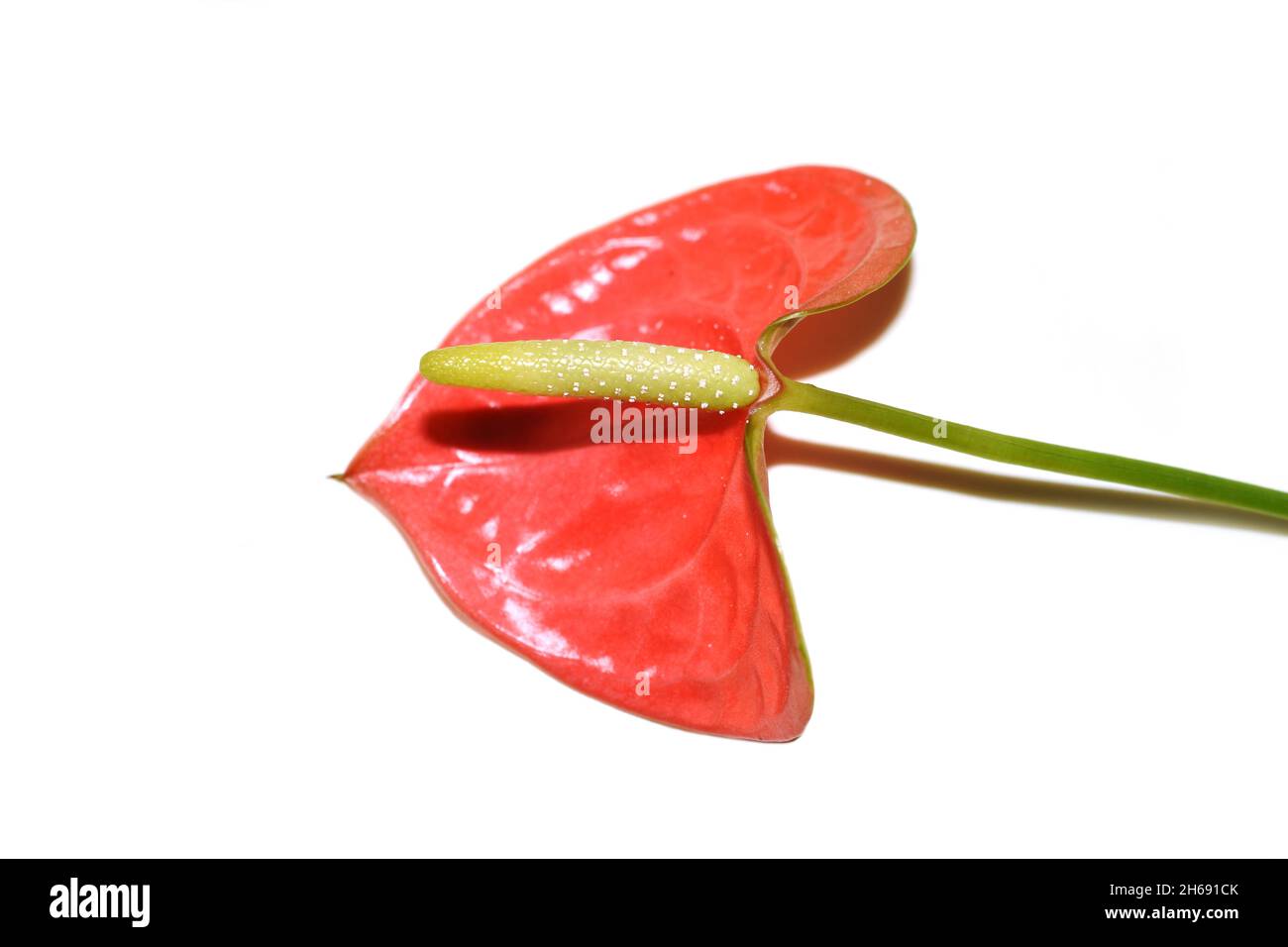 Red leaf and flower from flamingo flower Anthurium sp. isolated on white background Stock Photo