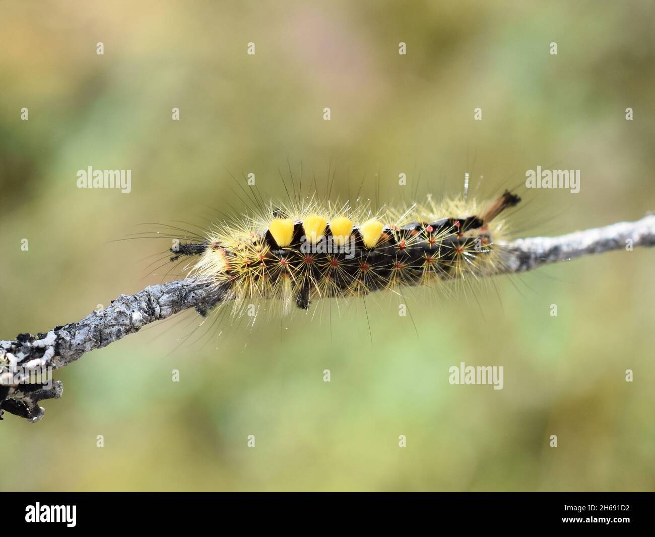 Orgyia antiqua rusty tussock moth caterpillar on a stick Stock Photo