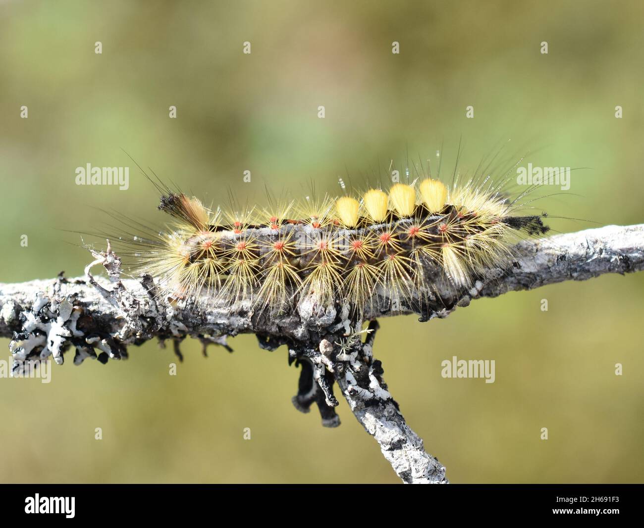 Orgyia antiqua rusty tussock moth caterpillar on a stick Stock Photo