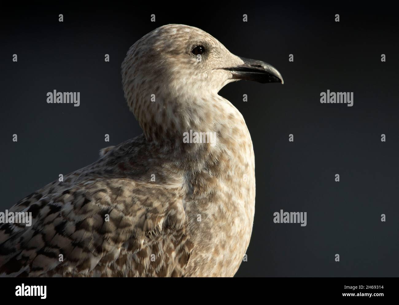 A juvenile Herring Gull has a distinctive mottled brown plumage till