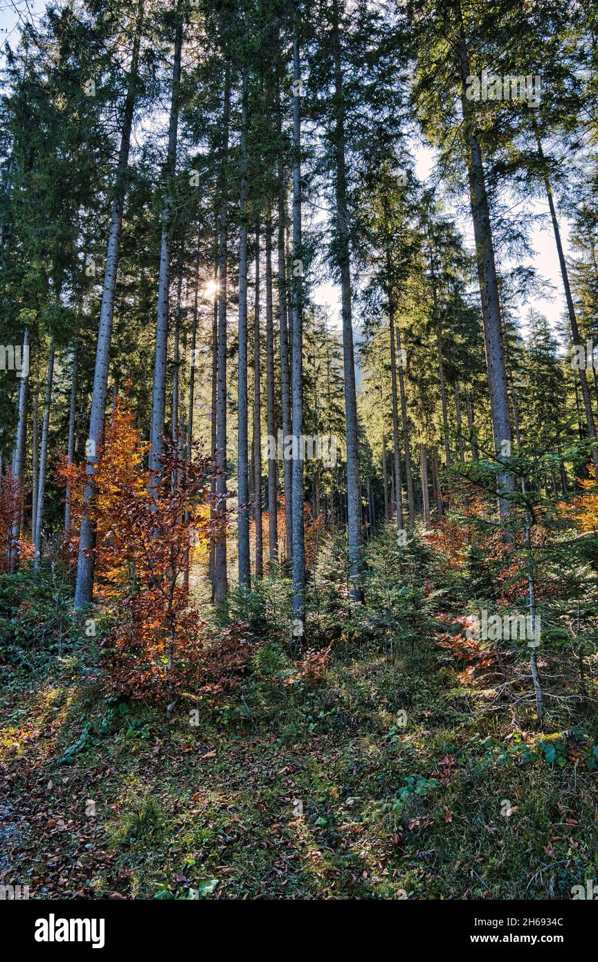 Autumn landscape at the Ödensee in Styria Stock Photo - Alamy