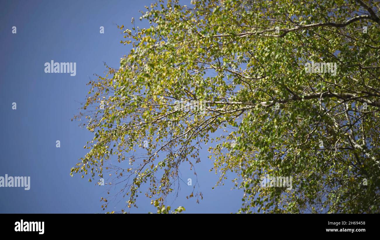 Tree branches with green leaves rustle on background of blue sky ...