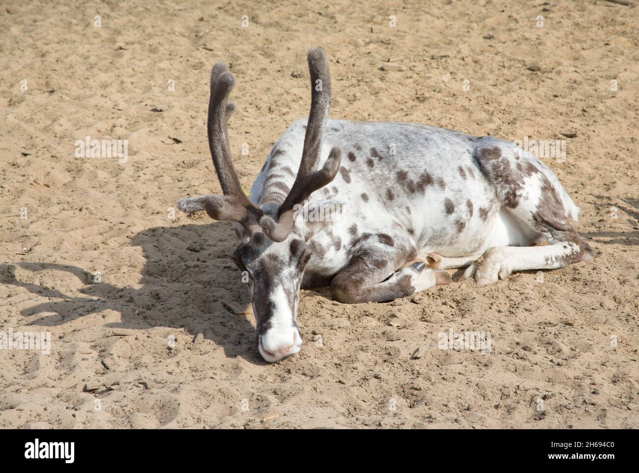 Beautiful lonely reindeer is sad while lying on the sand Stock Photo