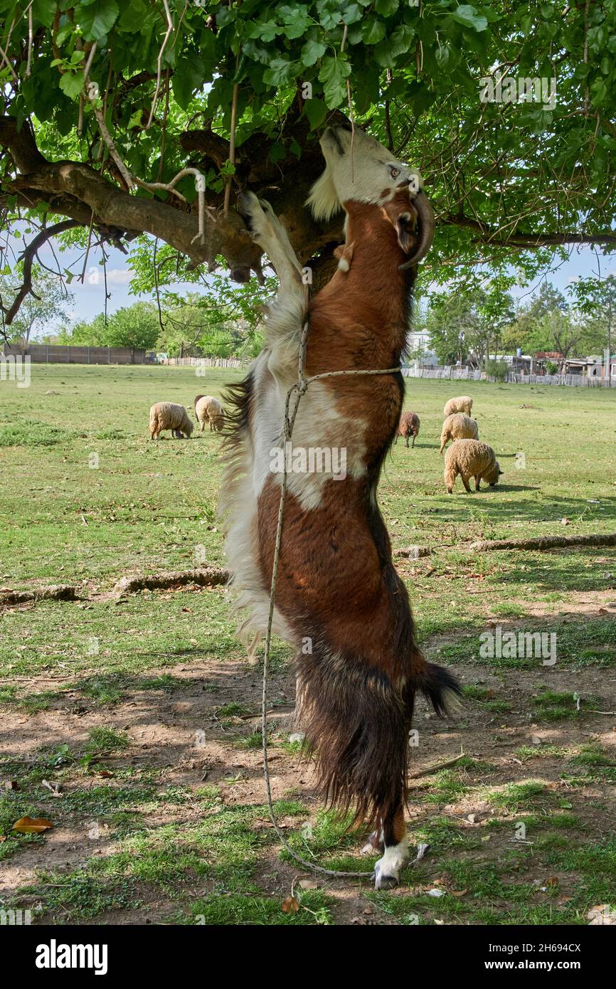 A beautiful brown goat climbing up a tree to feed on leaves on a farm