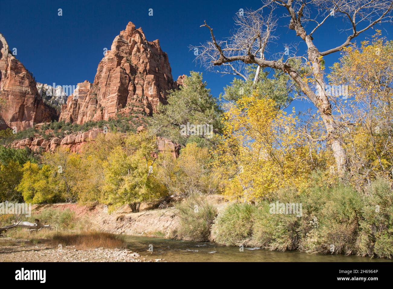 Zion National Park, Utah, USA. View across the Virgin River to Mount Moroni, a towering rock