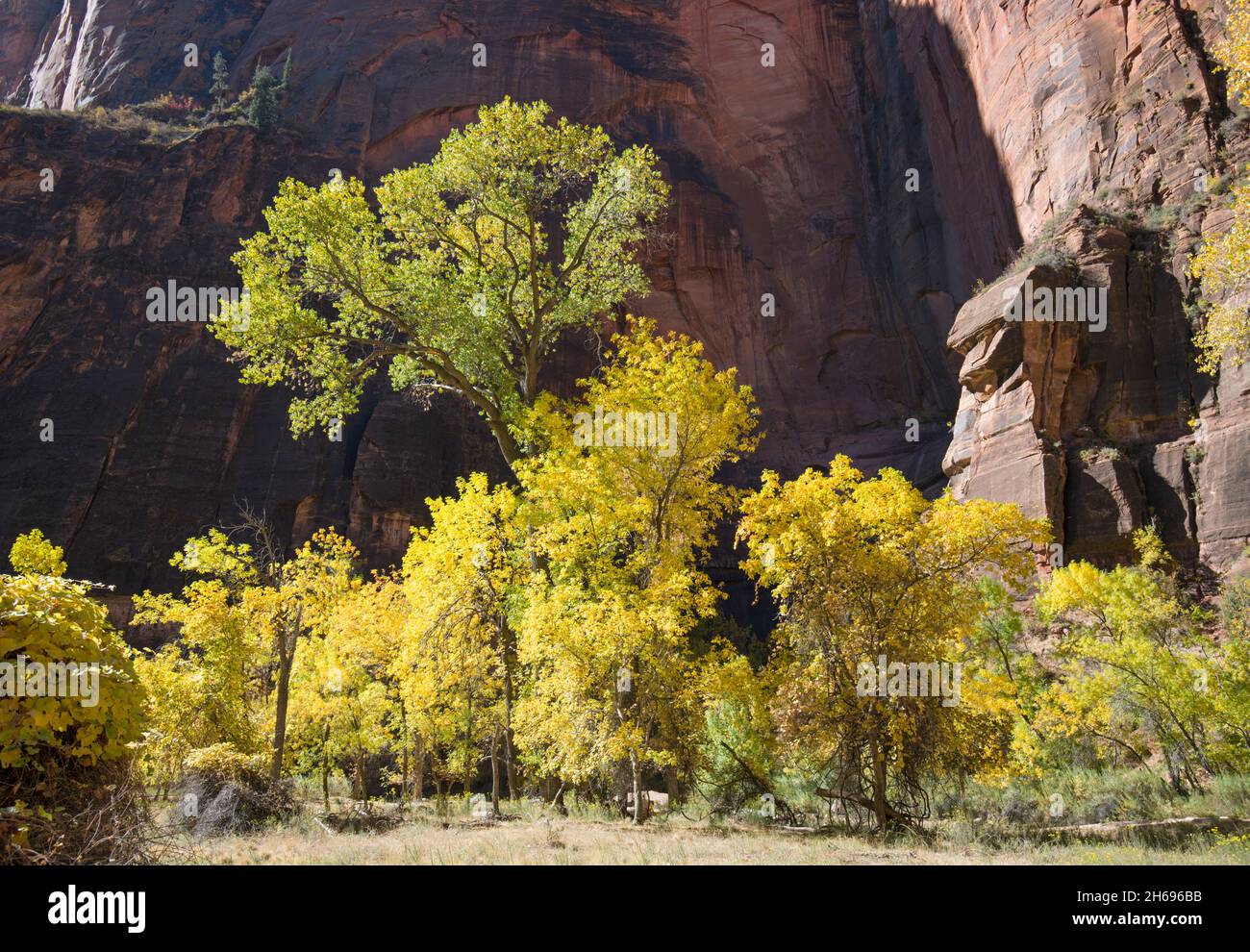 Zion National Park, Utah, USA. Cottonwood trees beside the Virgin River dwarfed by the towering sandstone cliffs of the Temple of Sinawava, autumn. Stock Photo