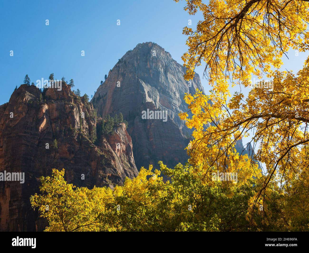 Zion National Park, Utah, USA. The majestic north face of the Great White Throne framed by golden foliage, autumn. Stock Photo