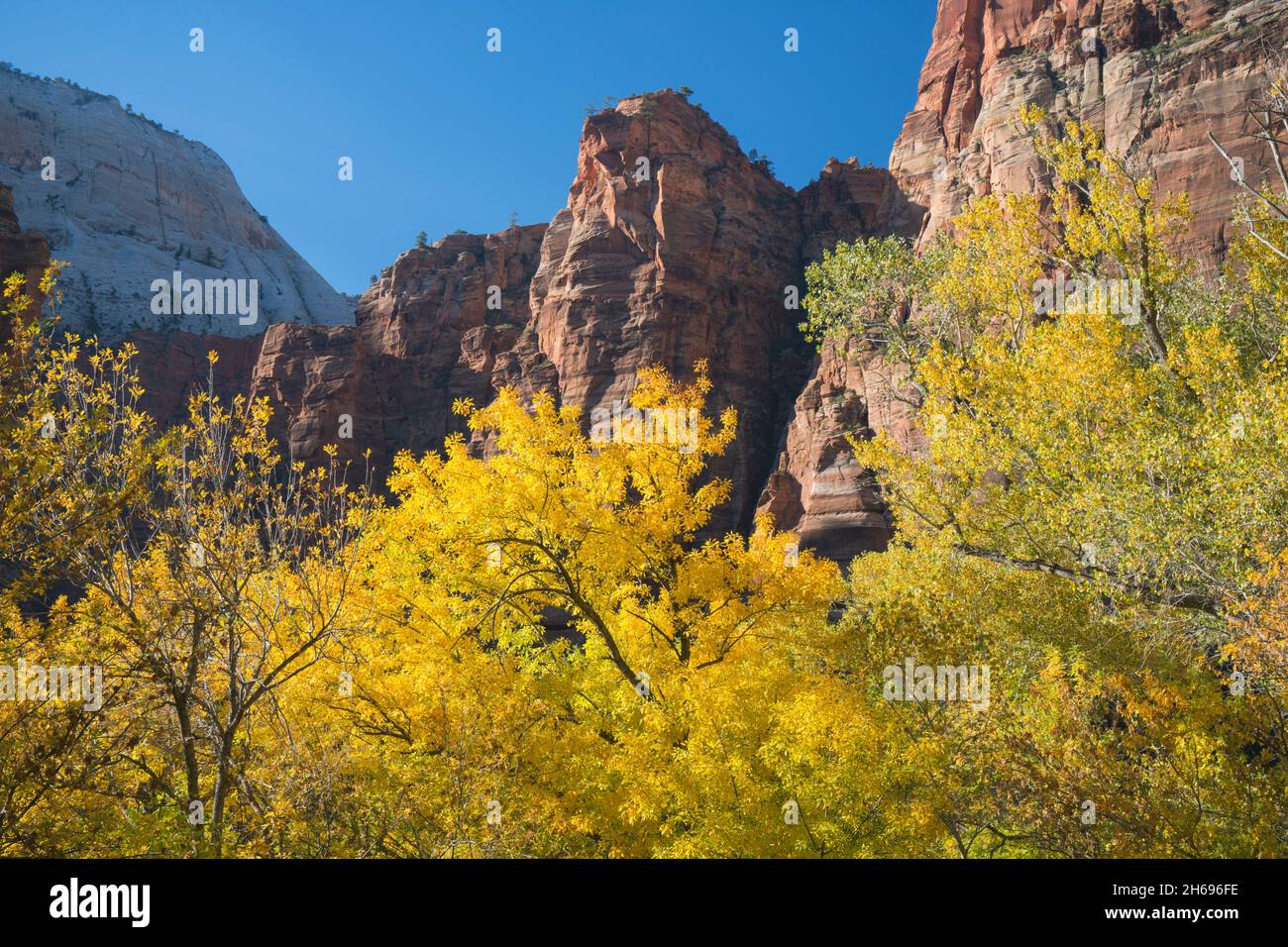 Zion National Park, Utah, USA. View across the wooded floor of Zion Canyon to the red sandstone cliffs of Angels Landing, autumn. Stock Photo