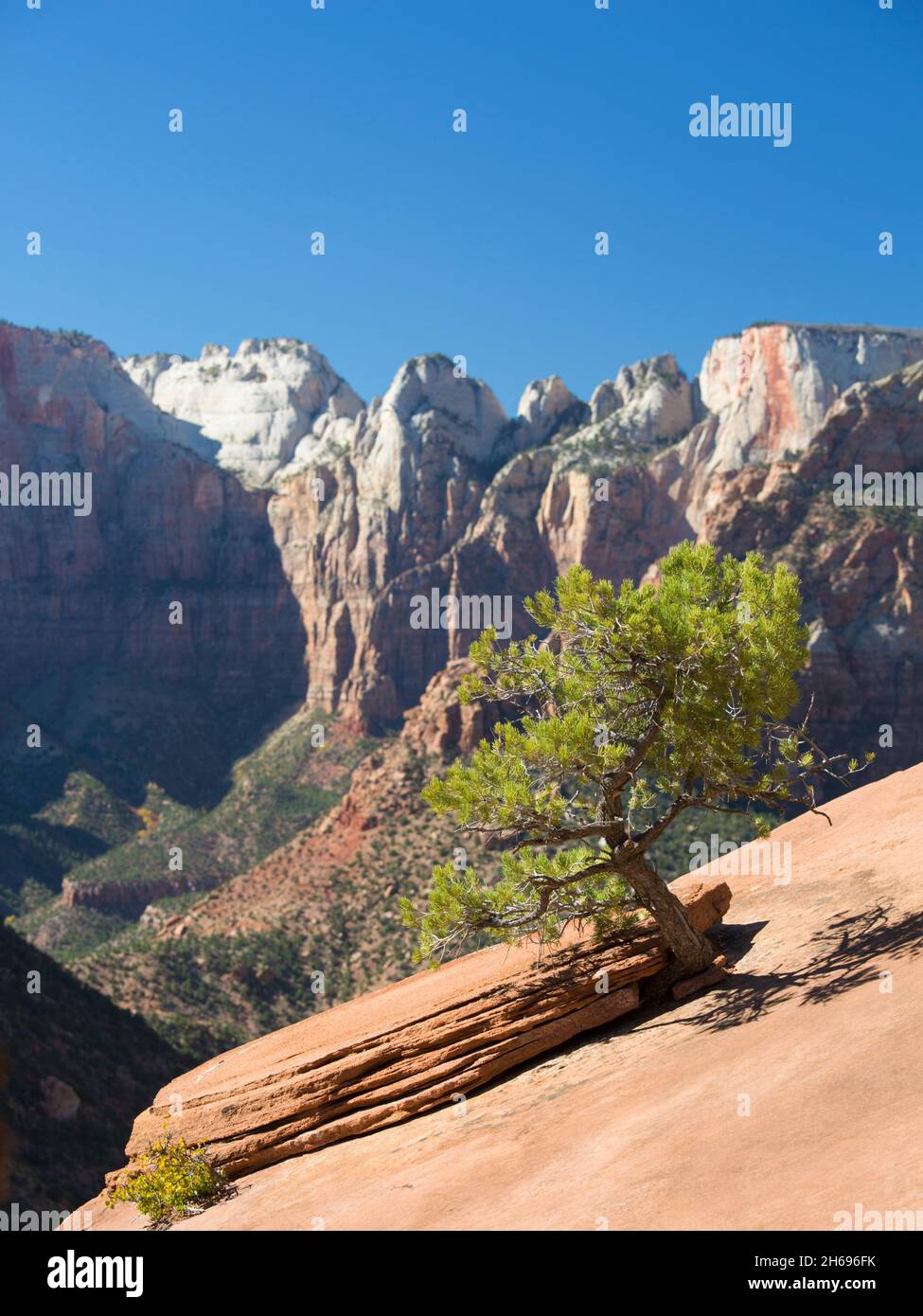 Zion National Park, Utah, USA. Lone pine tree clinging to sandstone outcrop beside the Canyon Overlook Trail, autumn, the Towers of the Virgin beyond. Stock Photo