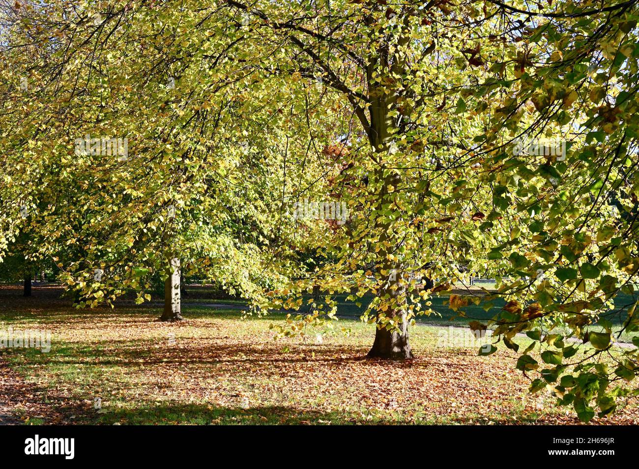 Autumn Leaves, Hyde Park, London. UK Stock Photo - Alamy