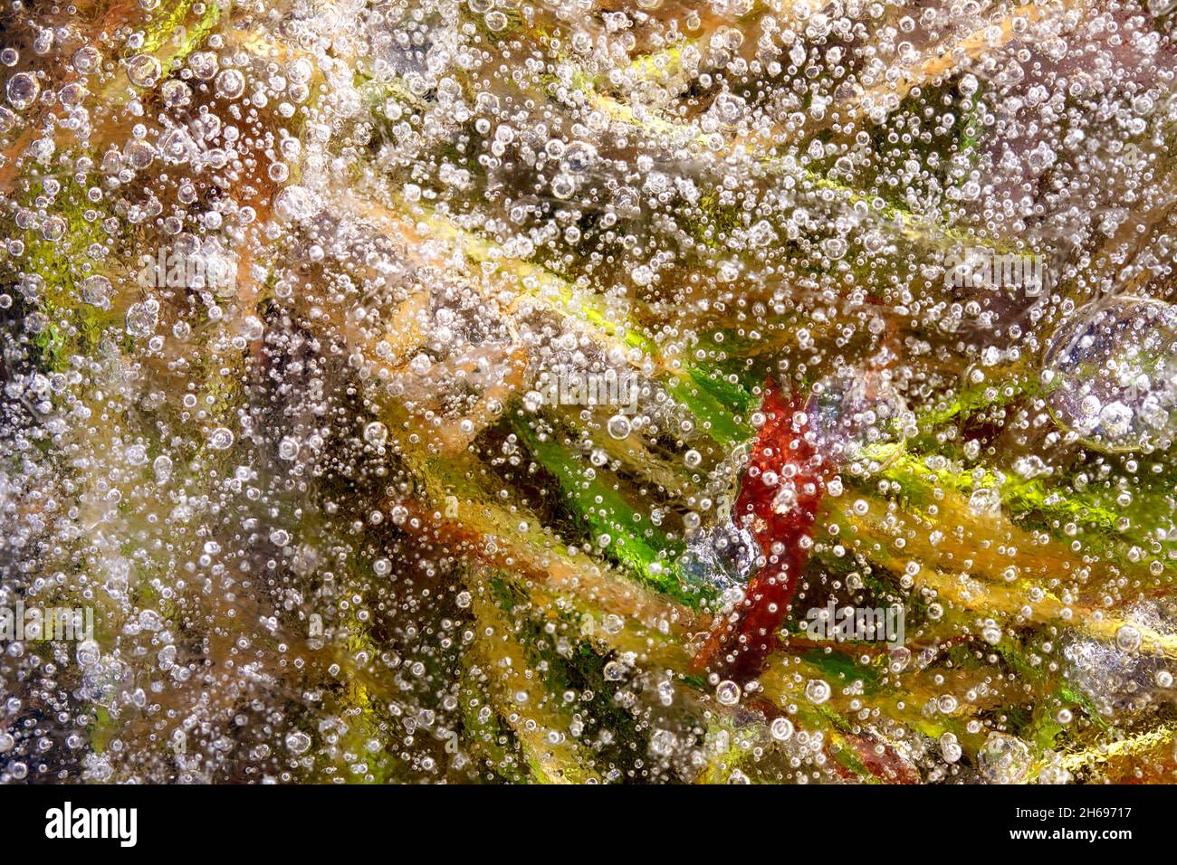 A frozen lake in which you can still see plants and air bubbles under the ice Stock Photo