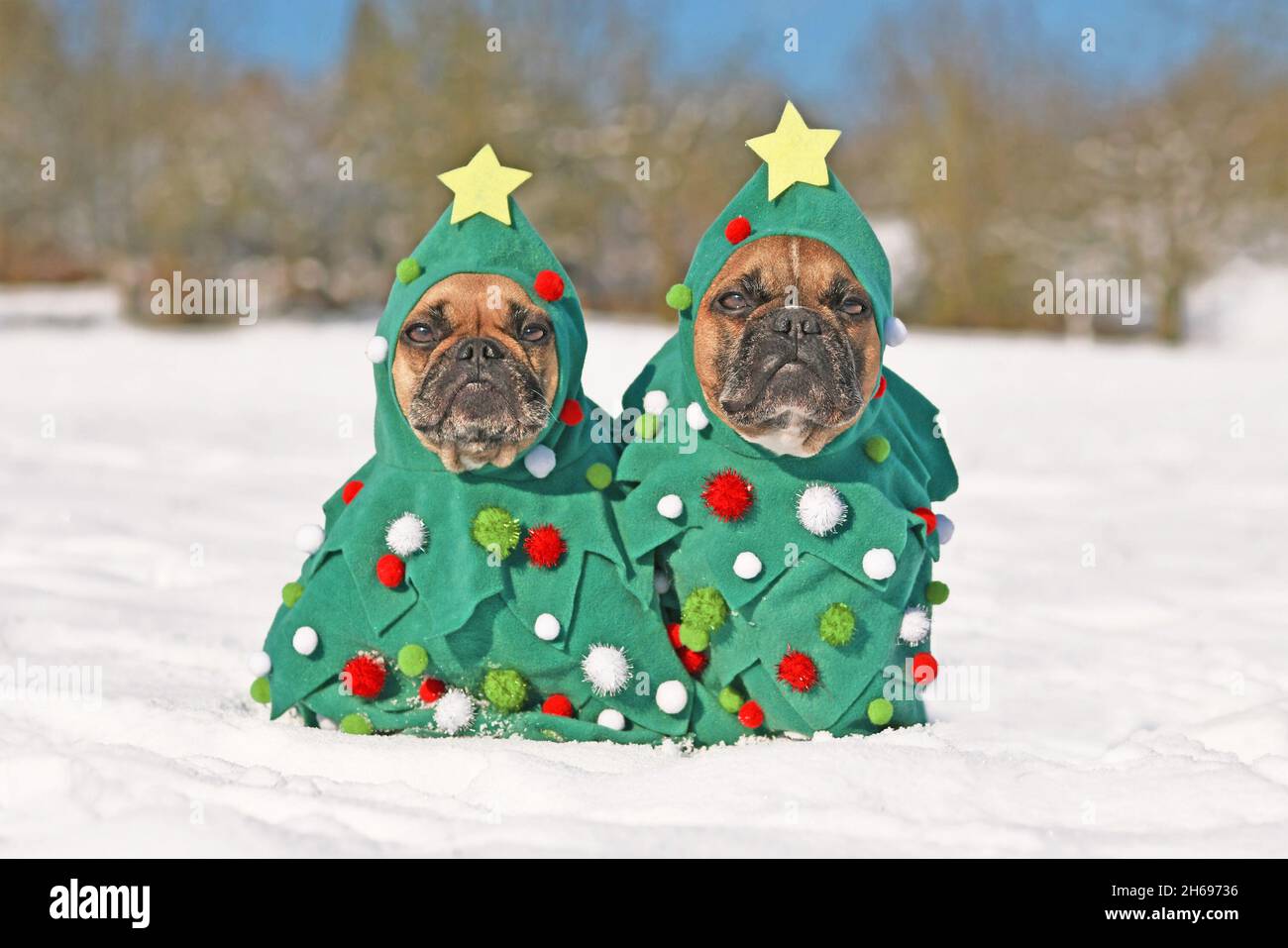 Pair of French Bulldog dogs wearing Christmas tree costumes with baubles and stars sitting together in snow Stock Photo