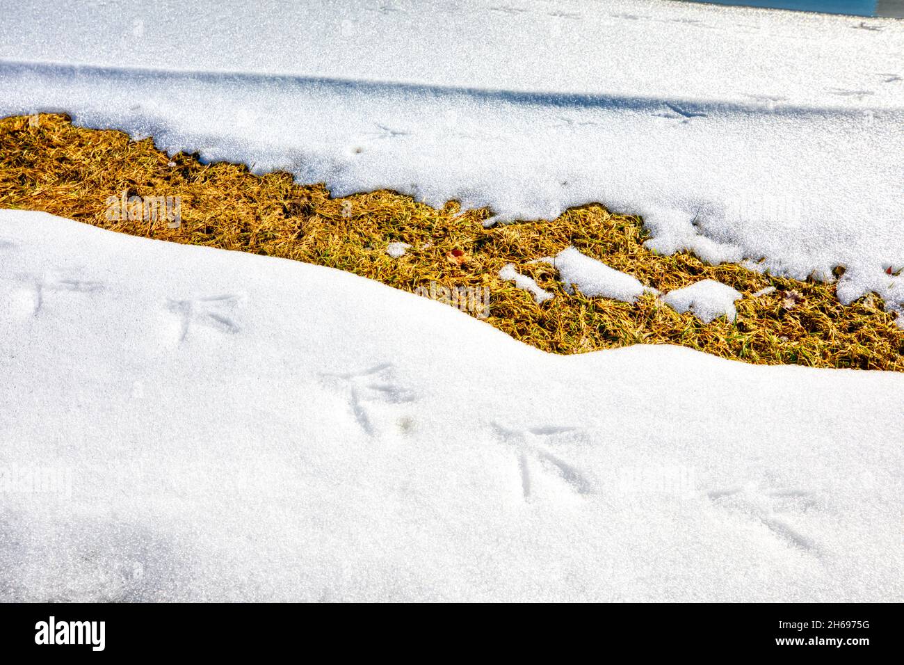 Tracks in the snow. Was that a bird, possibly a dinosaur in small or ... Stock Photo