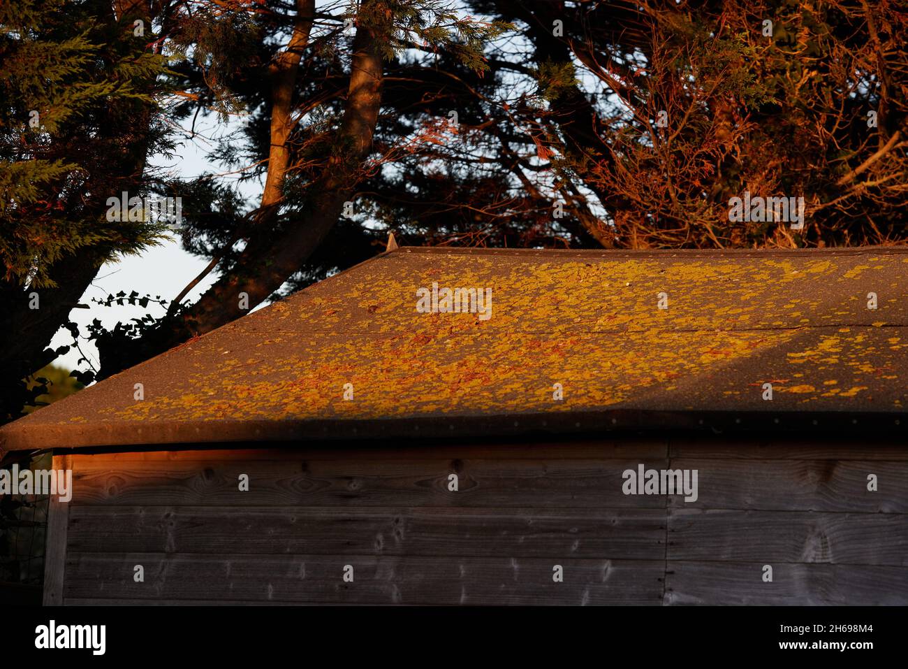 Lichen seen on an outdoor garden building. Stock Photo