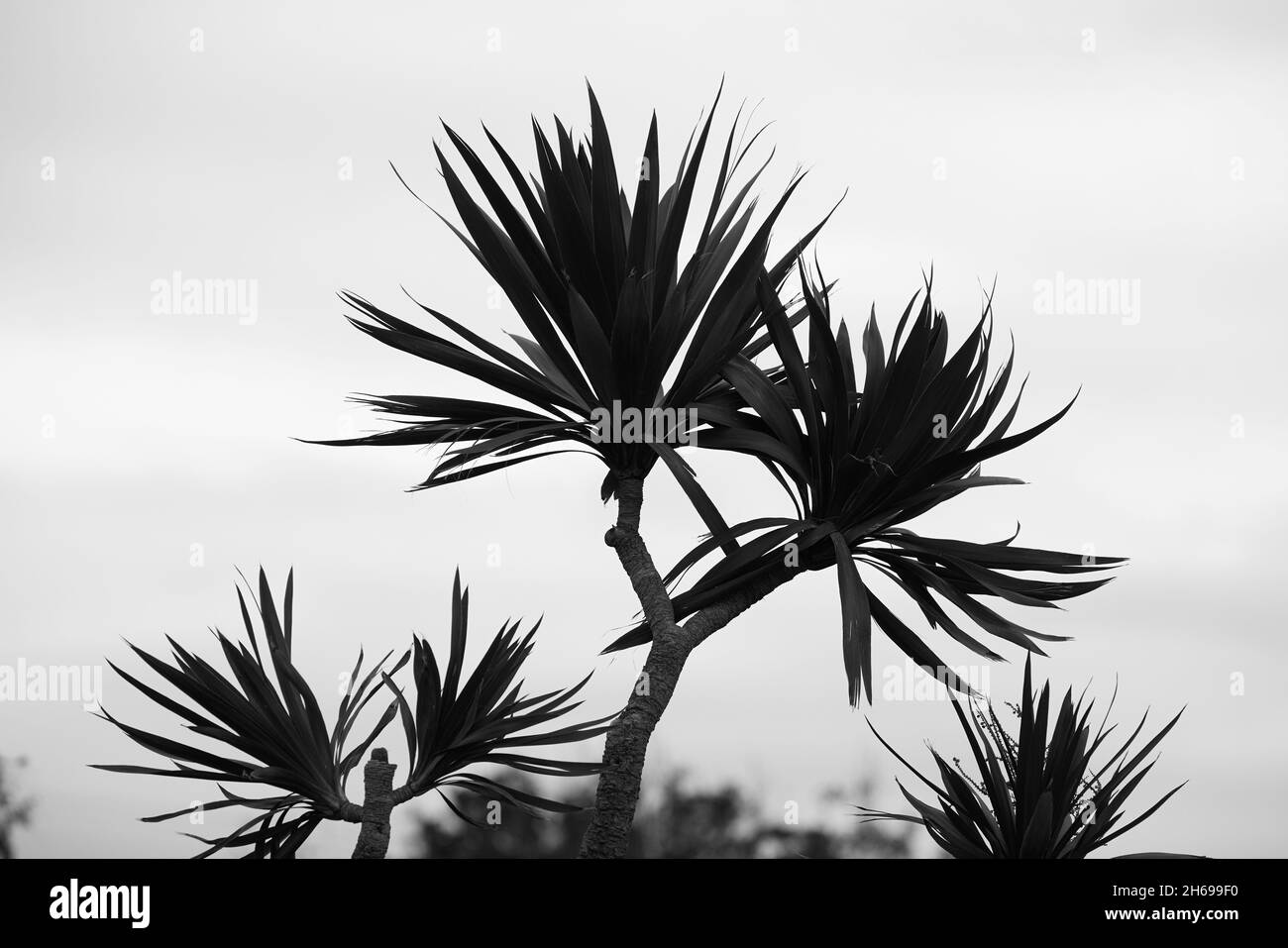 Silhouettes of leaves and branches of a Cordyline australis plant. Stock Photo