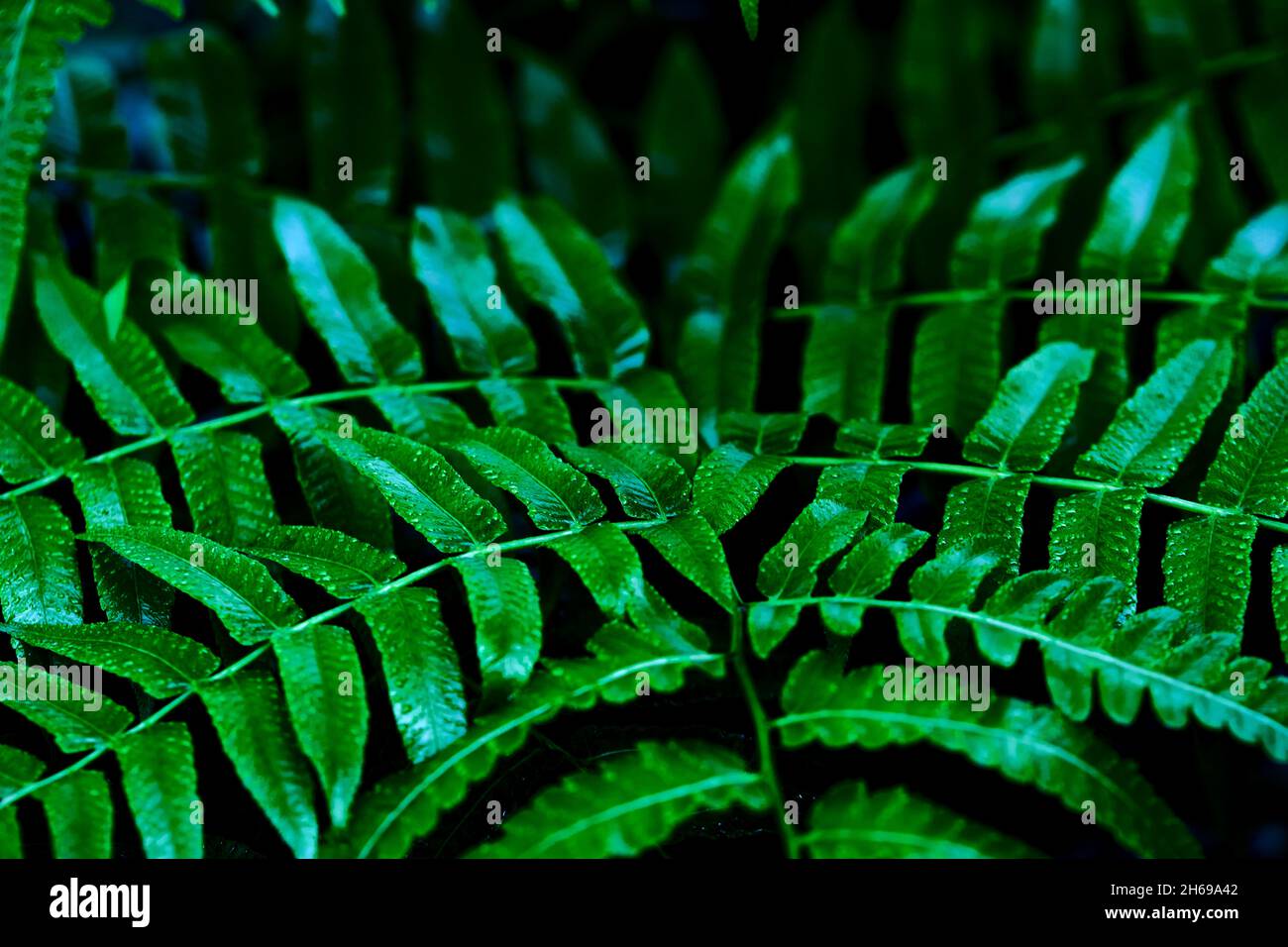 Green leaves pattern hi-res stock photography and images - Alamy