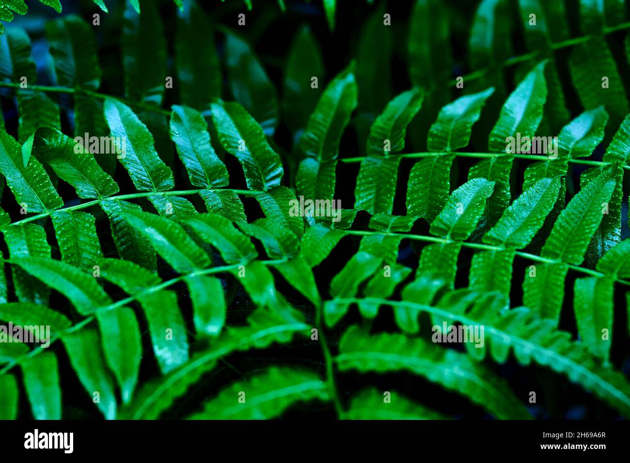 Green leaves pattern hi-res stock photography and images - Alamy