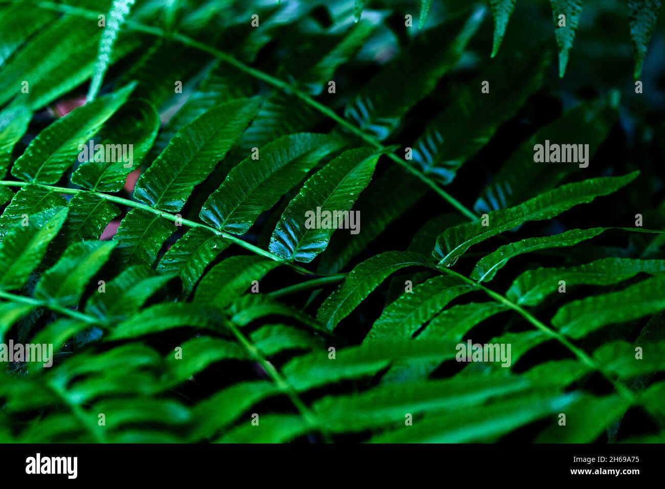 Green leaves pattern hi-res stock photography and images - Alamy