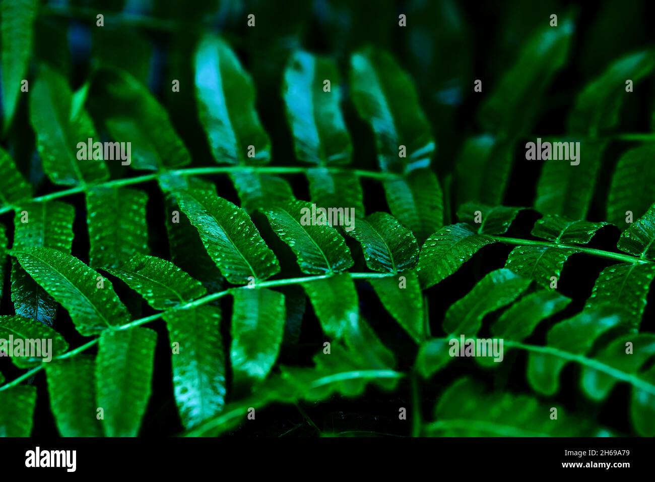 Green leaves pattern hi-res stock photography and images - Alamy
