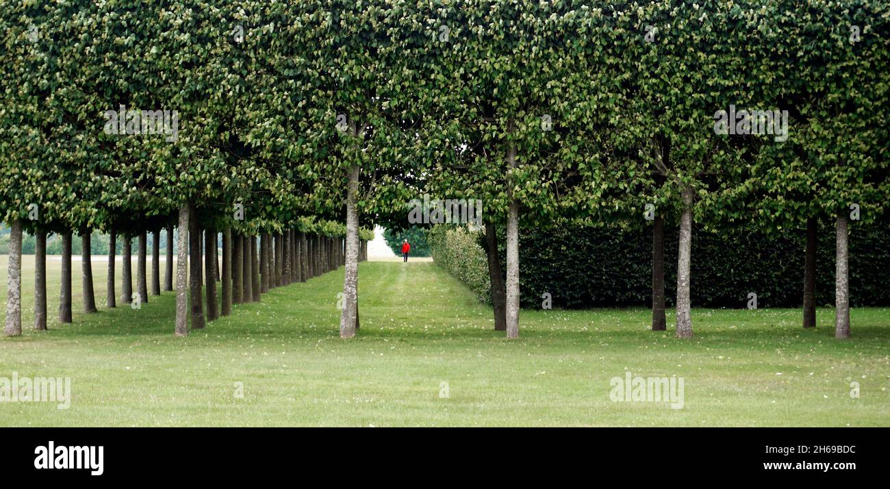 solitary man in red jumper through  avenue of leafy trees Stock Photo